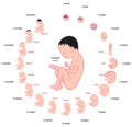 Fetus development stages size during pregnancy infographic diagram
