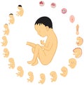 Fetus development stages size during pregnancy infographic diagram Royalty Free Stock Photo