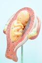 Fetus in the fifth month Royalty Free Stock Photo