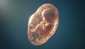 Fetus growing inside amniotic sac in utero Royalty Free Stock Photo