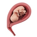 A fetus inside of an uterus - week 20