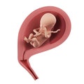 A fetus inside of an uterus - week 18