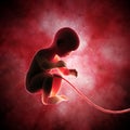 Fetus inside the womb Royalty Free Stock Photo