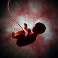 Fetus inside the womb Royalty Free Stock Photo