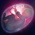 Fetus inside the womb Royalty Free Stock Photo