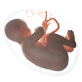 Fetus inside the womb Royalty Free Stock Photo