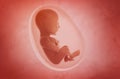 Fetus inside the womb Royalty Free Stock Photo