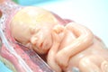 Fetus in seventh month Royalty Free Stock Photo