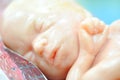 Fetus in seventh month Royalty Free Stock Photo