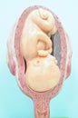 Fetus in seventh month Royalty Free Stock Photo