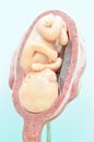 Fetus in seventh month Royalty Free Stock Photo