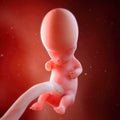 A fetus week 9 Royalty Free Stock Photo
