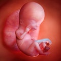 A fetus week 12 Royalty Free Stock Photo