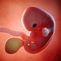A fetus week 7 Royalty Free Stock Photo