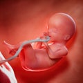A fetus week 20 Royalty Free Stock Photo