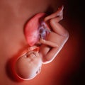 A fetus week 38