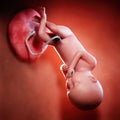 a fetus week 36 Royalty Free Stock Photo