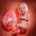 A fetus week 33 Royalty Free Stock Photo
