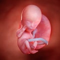 A fetus week 13 Royalty Free Stock Photo