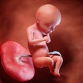 A fetus week 28