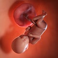 A fetus week 39