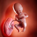 A fetus week 31 Royalty Free Stock Photo