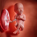 A fetus week 33 Royalty Free Stock Photo