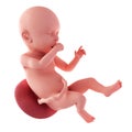 Fetus - week 40 Royalty Free Stock Photo