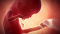 A fetus - week 12