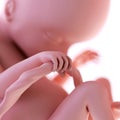 Fetus week 18 Royalty Free Stock Photo