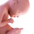 Fetus week 29 Royalty Free Stock Photo