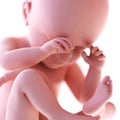 A fetus week 38 Royalty Free Stock Photo