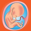 Fetus in womb Royalty Free Stock Photo