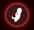 Fetus in womb Royalty Free Stock Photo