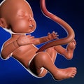 Fetus womb pregnancy childbirth umbilical cord Royalty Free Stock Photo