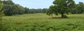 Wet meadow and storks