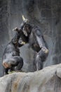 Feuding pair of Chimpanzees fighting over Corn