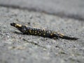 Male fire salamander - Salamandra