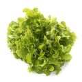 Feuille de chene lettuce Royalty Free Stock Photo