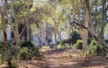 Fever Tree (Vachellia xanthophloea) Forest in Kruger Park