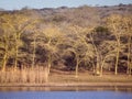 Fever Trees in Ndumo Game Reserve