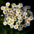 Feverfew