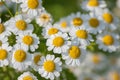 Feverfew