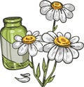 Feverfew or Chamomile or camomile daisy-like plant. Tanacetum parthenium vector illustration. Blooming flowers and green leaves.