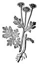 Feverfew, Chrysanthemum, Parthenium, daisy, family, Asteraceae, traditional, medicinal, herb vintage illustration