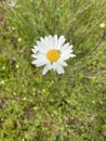 Feverfew daisy with insects