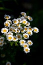 Feverfew