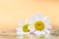 Feverfew flowers. Daisy flowers with peach and yellow background.