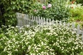 Feverfew flowers growing in a green backyard garden in summer. Landscape view of pretty flowering plants beginning to Royalty Free Stock Photo