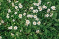 Feverfew Flowers Tanacetum parthenium in garden.Close up detail of two daisy like flowers with a brightly lit colourful